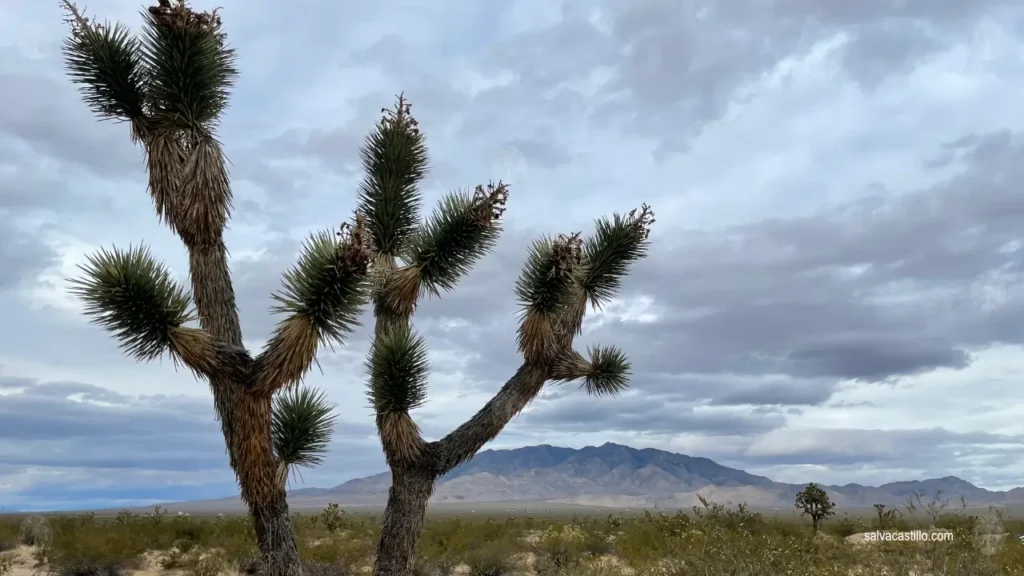 Mojave National Preserve