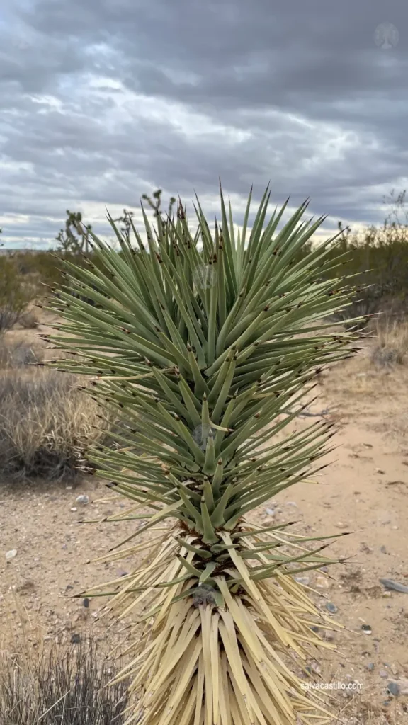 Mojave National Preserve