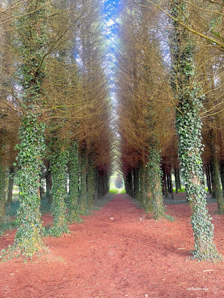 Camino de Santiago - Arzúa - O Pedrouzo