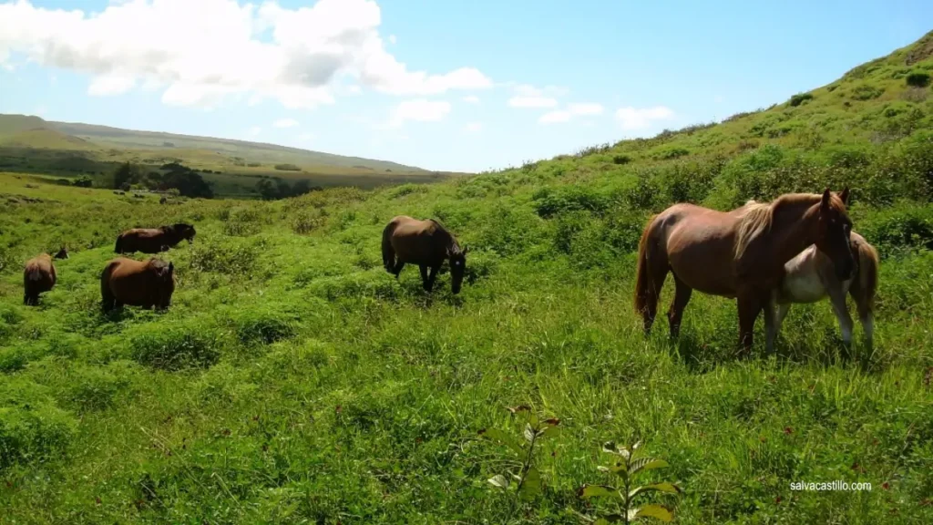 Caballos salvajes