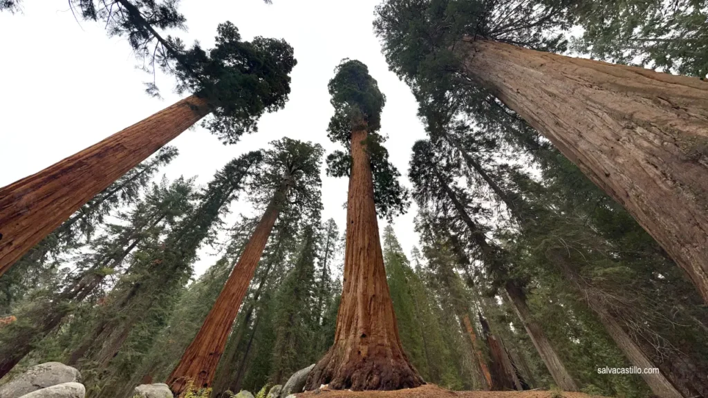 Sequoia National Park