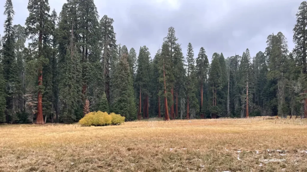 Sequoia National Park