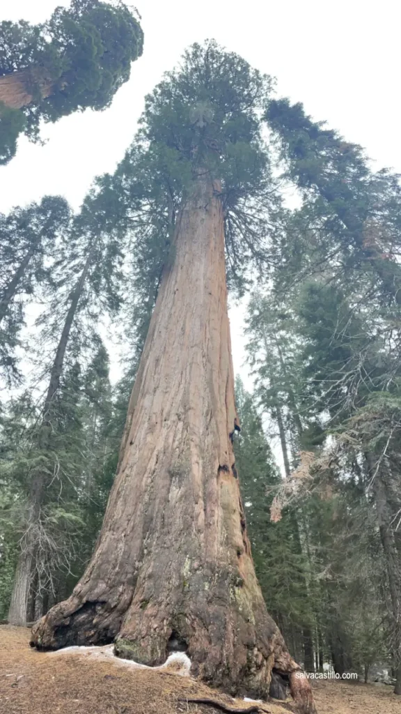 Sequoia National Park