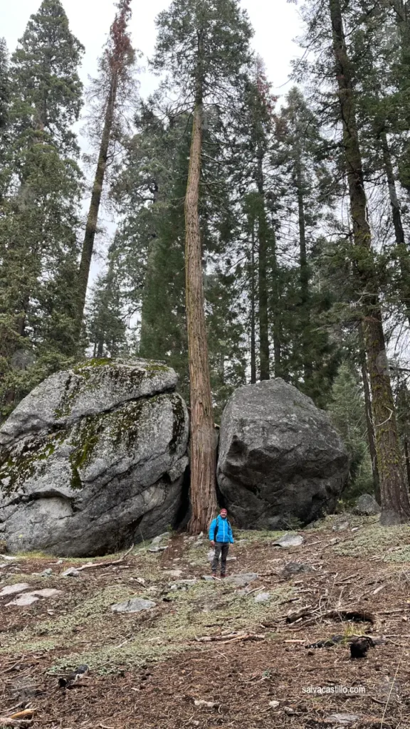 Sequoia National Park