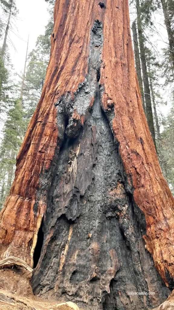 Sequoia National Park