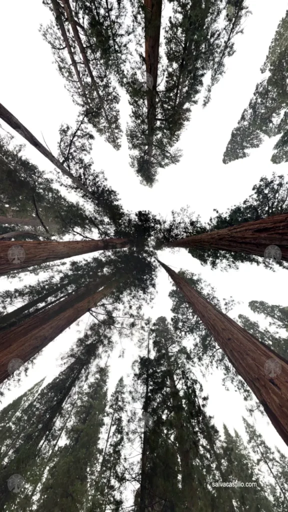 Sequoia National Park