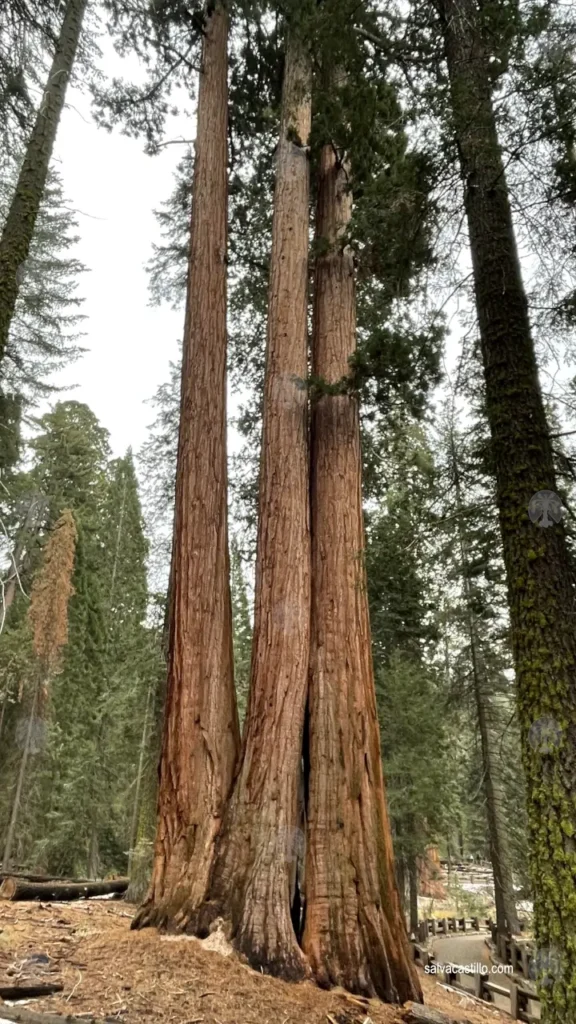 Sequoia National Park