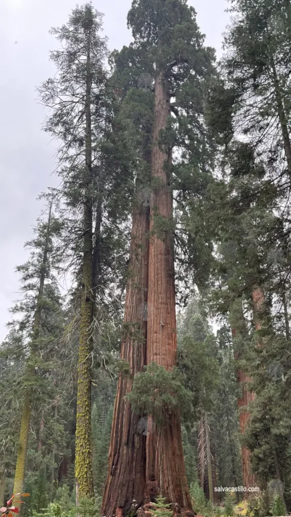 Sequoia National Park