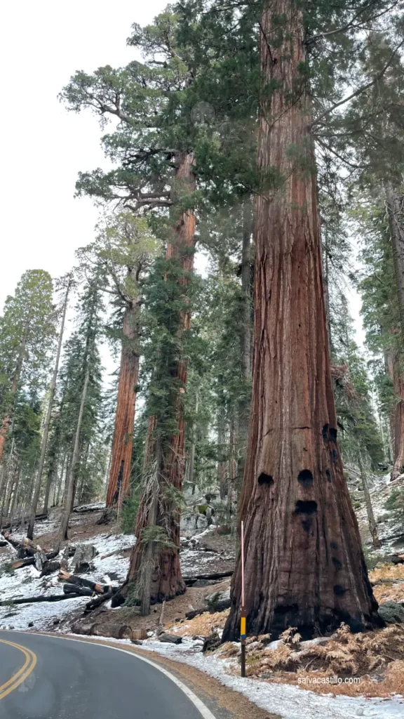 Sequoia National Park