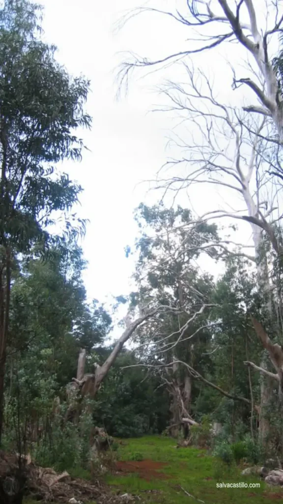 Bosque de eucaliptos