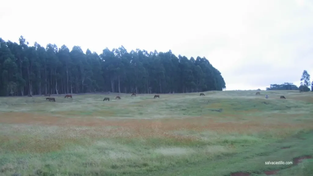 Rapa Nui Maunga Terevaka