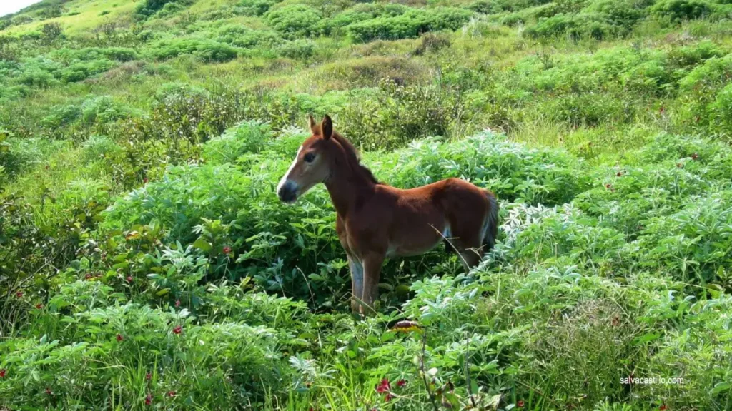 Wild Horses