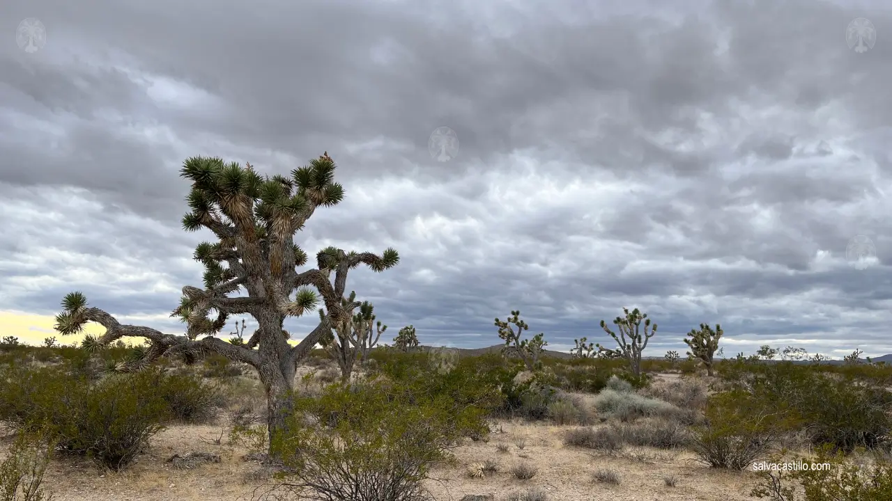 Mojave National Preserve