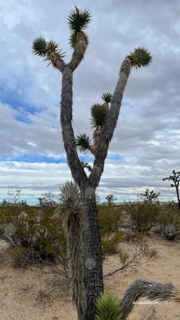 Mojave National Preserve