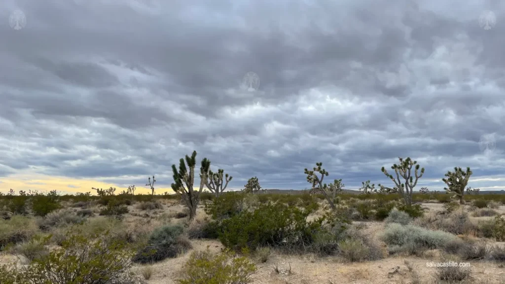 Mojave National Preserve