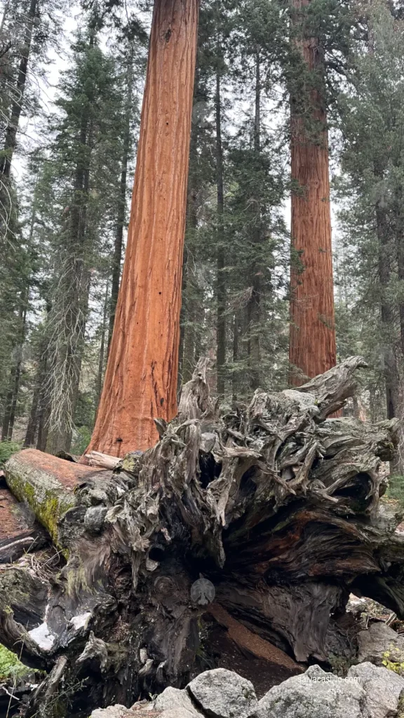 Sequoia National Park