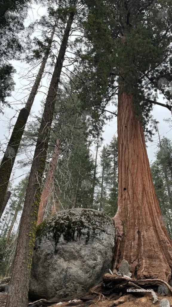 Sequoia National Park