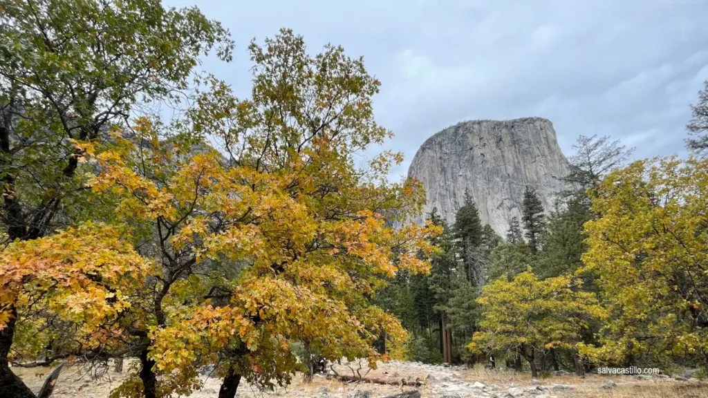 Yosemite El Capitan Meadows