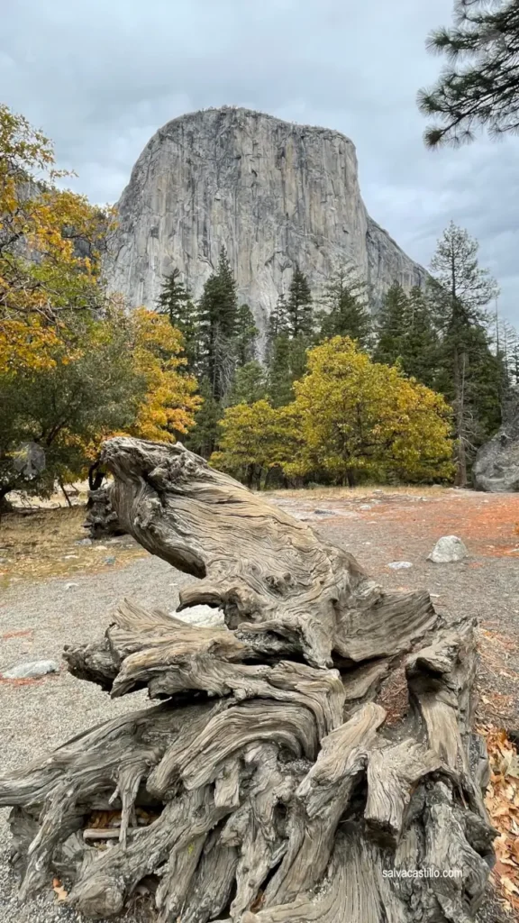 Yosemite El Capitan Meadows