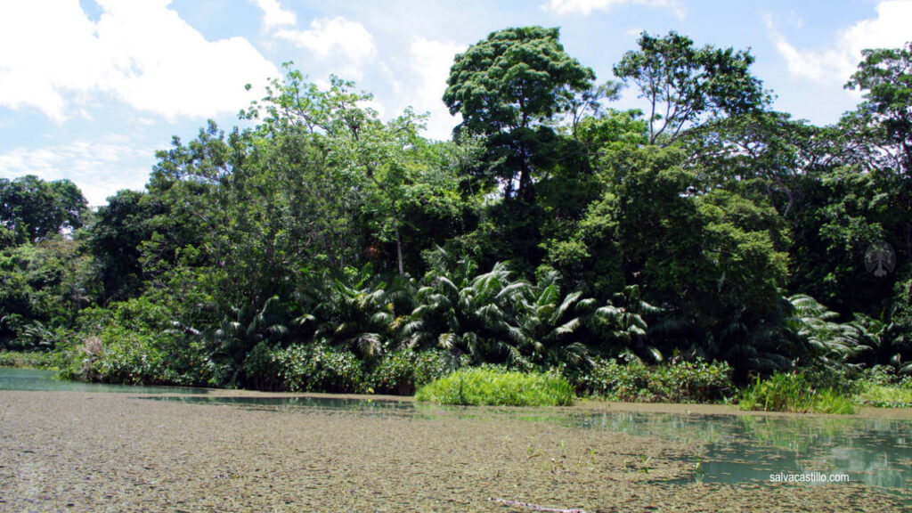 Hacia Lago Gatún 10
